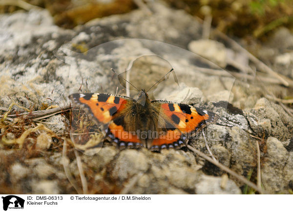 Kleiner Fuchs / small tortoiseshell butterfly / DMS-06313