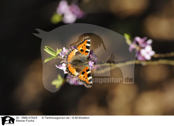 Kleiner Fuchs / small tortoiseshell butterfly / DMS-07824