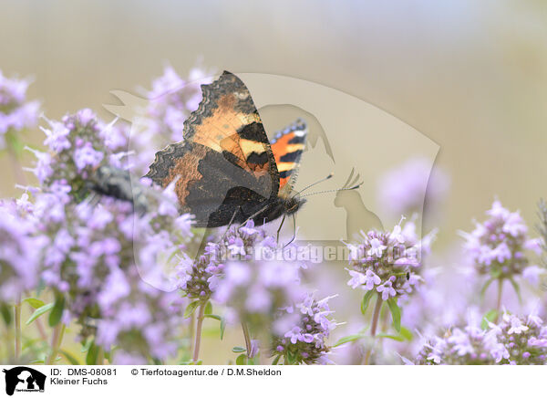 Kleiner Fuchs / small tortoiseshell butterfly / DMS-08081