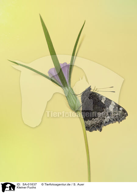 Kleiner Fuchs / small tortoiseshell butterfly / SA-01637