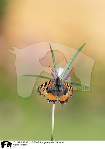 Kleiner Fuchs / small tortoiseshell butterfly / SA-01638