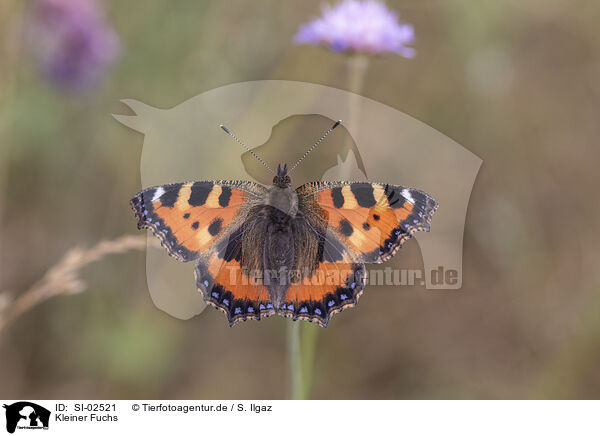 Kleiner Fuchs / small tortoiseshell / SI-02521