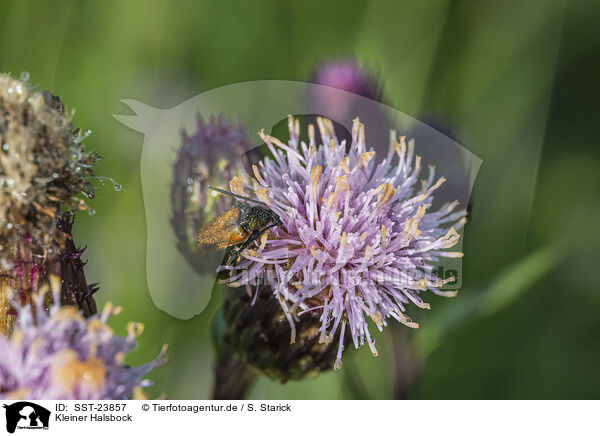Kleiner Halsbock / fairy-ring longhorn beetle / SST-23857