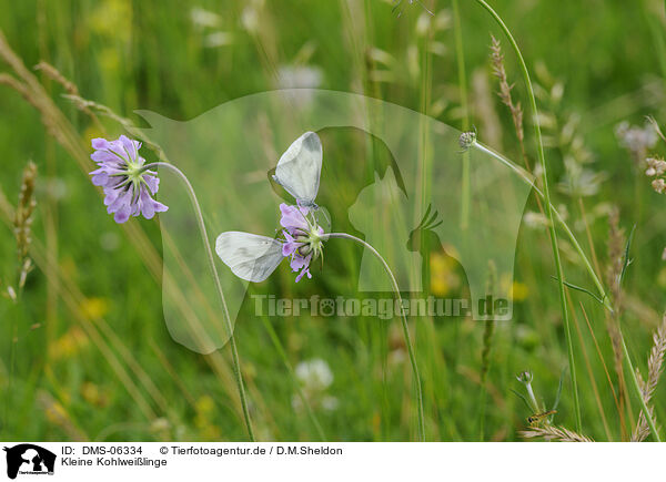 Kleine Kohlweilinge / cabbage butterflies / DMS-06334