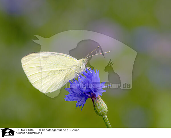 Kleiner Kohlweiling / cabbage butterfly / SA-01382