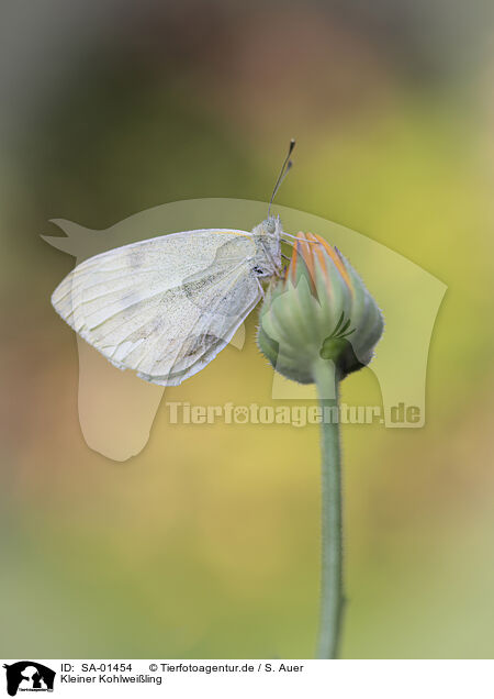 Kleiner Kohlweiling / cabbage butterfly / SA-01454