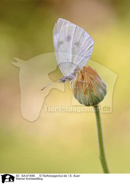 Kleiner Kohlweiling / cabbage butterfly / SA-01488
