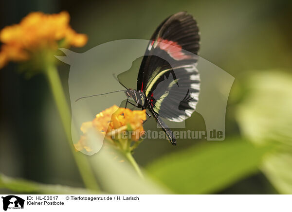 Kleiner Postbote / postman butterfly / HL-03017