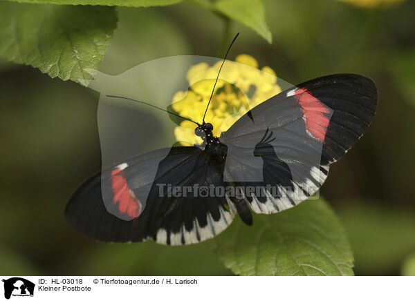 Kleiner Postbote / postman butterfly / HL-03018