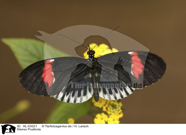 Kleiner Postbote / postman butterfly / HL-03021