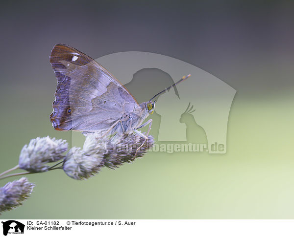 Kleiner Schillerfalter / Esser purple Emperor / SA-01182