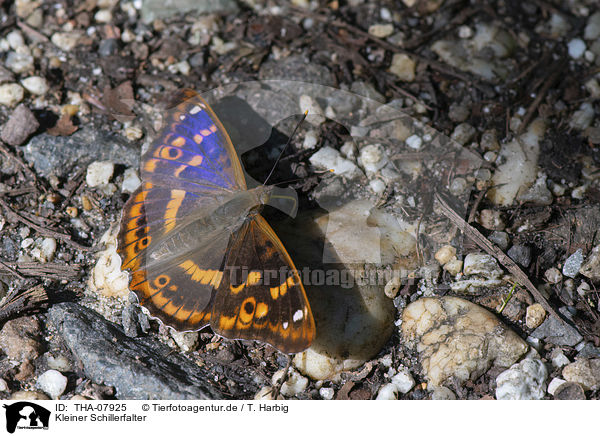 Kleiner Schillerfalter / lesser purple emperor / THA-07925