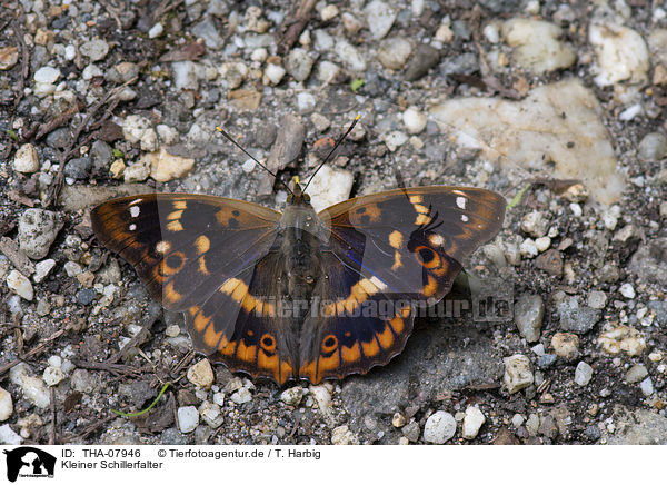 Kleiner Schillerfalter / lesser purple emperor / THA-07946