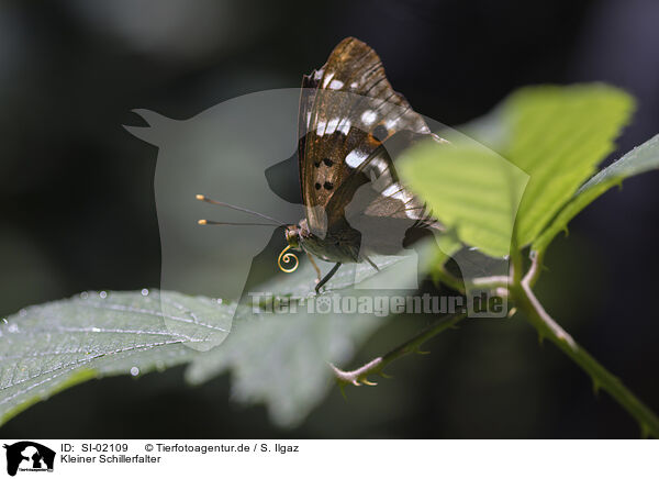 Kleiner Schillerfalter / lesser purple emperor / SI-02109