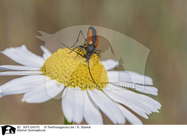 Kleiner Schmalbock / Black-striped Longhorn Beetle / SST-24070