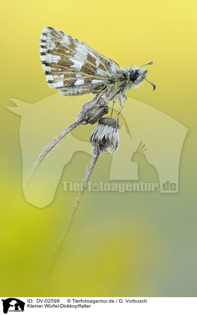 Kleiner Wrfel-Dickkopffalter / grizzled skipper / DV-02599