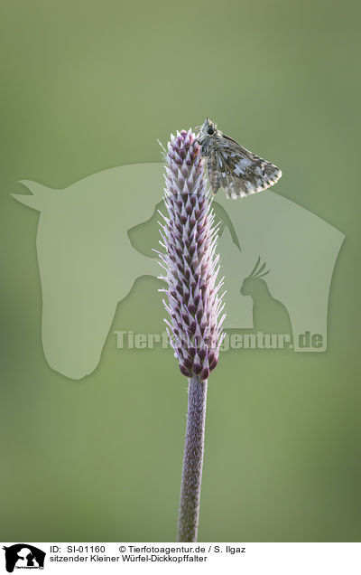 sitzender Kleiner Wrfel-Dickkopffalter / sitting Grizzled Skipper / SI-01160