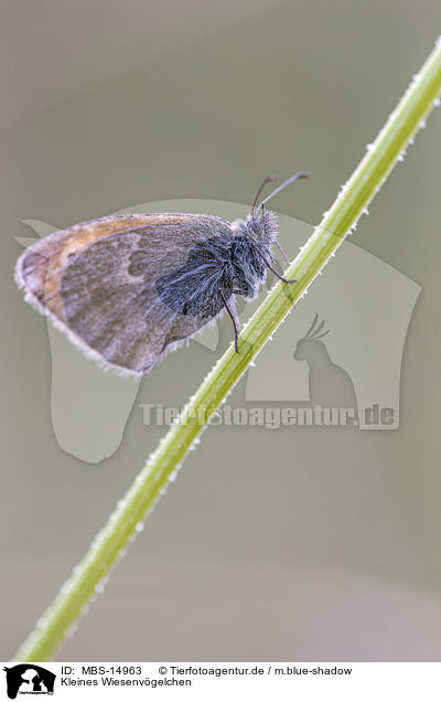 Kleines Wiesenvgelchen / small heath butterfly / MBS-14963