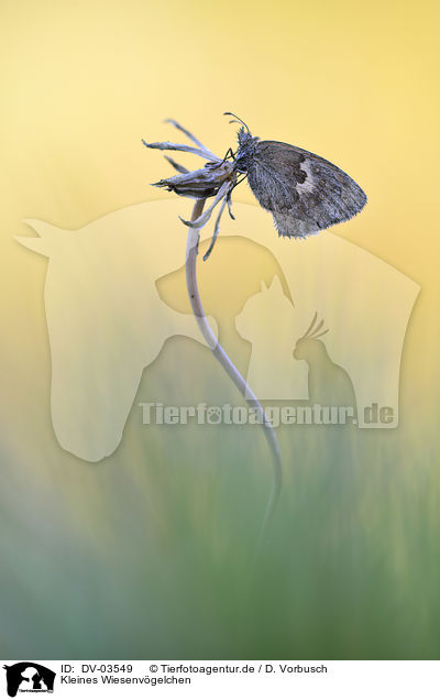Kleines Wiesenvgelchen / small heath butterfly / DV-03549