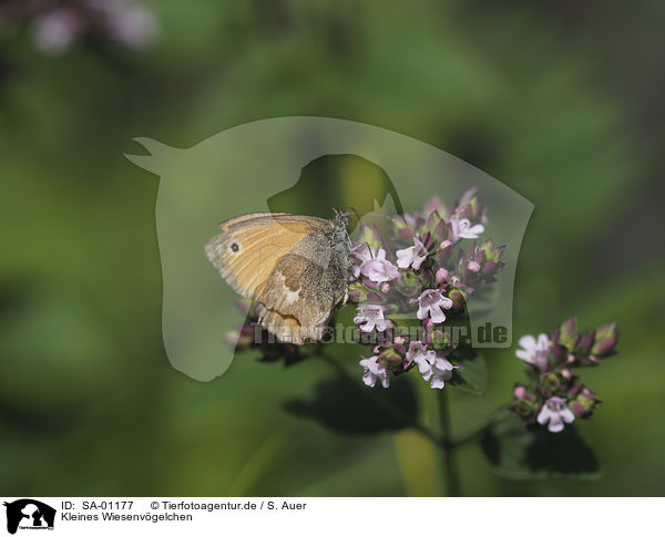 Kleines Wiesenvgelchen / Small Heath Butterfly / SA-01177