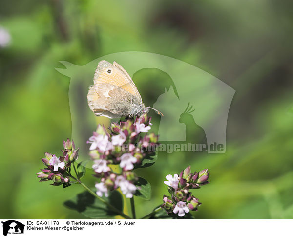 Kleines Wiesenvgelchen / Small Heath Butterfly / SA-01178