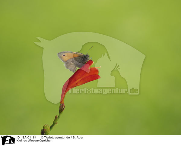 Kleines Wiesenvgelchen / Small Heath Butterfly / SA-01184
