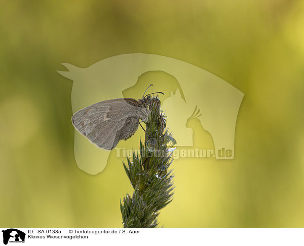 Kleines Wiesenvgelchen / small heath butterfly / SA-01385