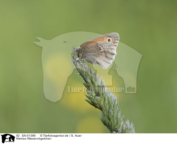 Kleines Wiesenvgelchen / small heath butterfly / SA-01386