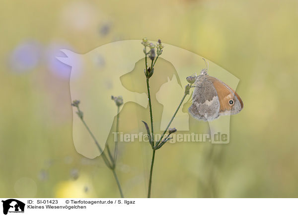 Kleines Wiesenvgelchen / Small Heath Butterfly / SI-01423