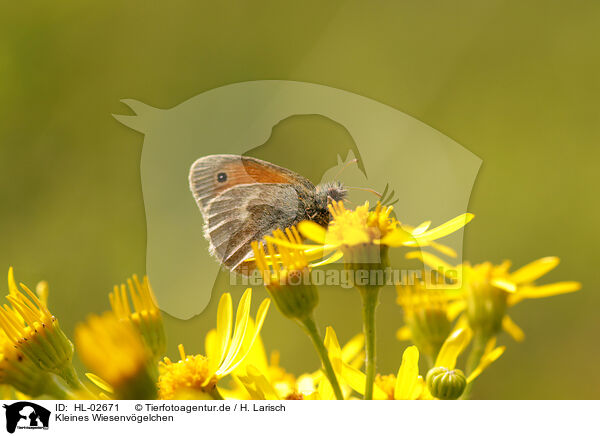 Kleines Wiesenvgelchen / small heath butterfly / HL-02671