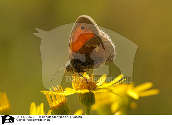 Kleines Wiesenvgelchen / small heath butterfly / HL-02672