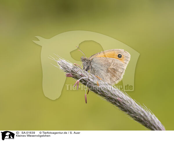 Kleines Wiesenvgelchen / small heath butterfly / SA-01639