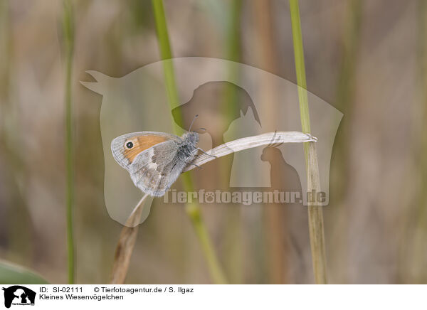 Kleines Wiesenvgelchen / small heath butterfly / SI-02111