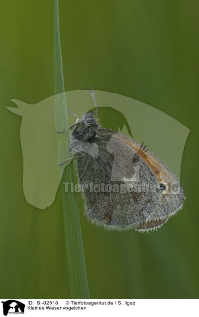 Kleines Wiesenvgelchen / small heath / SI-02518