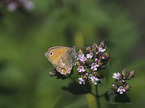 Kleines Wiesenvgelchen