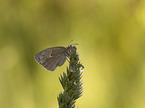 Kleines Wiesenvgelchen