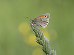 Kleines Wiesenvgelchen