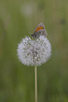 Kleines Wiesenvgelchen