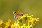 Kleines Wiesenvgelchen