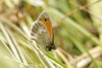 Kleines Wiesenvgelchen