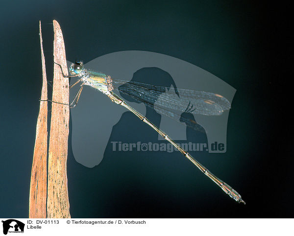 Libelle / dragonfly / DV-01113
