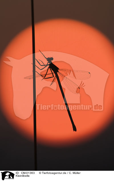 Kleinlibelle / dragonfly / CM-01363