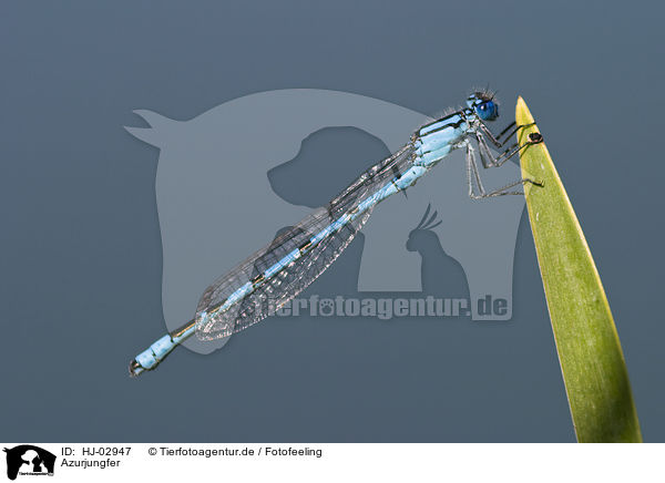 Azurjungfer / damselfly / HJ-02947