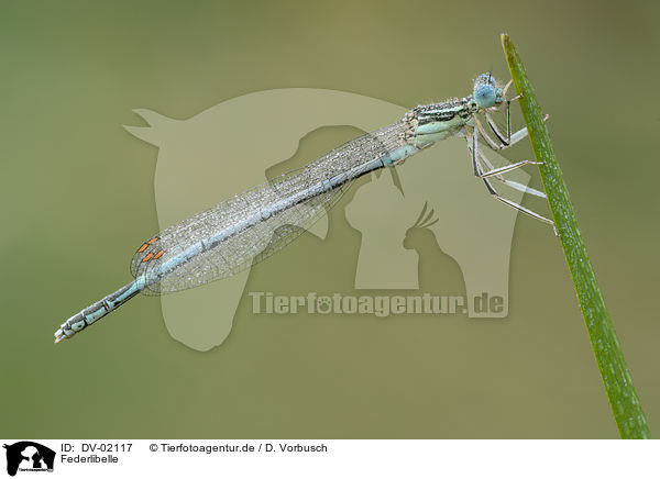 Federlibelle / white-legged damselfly / DV-02117