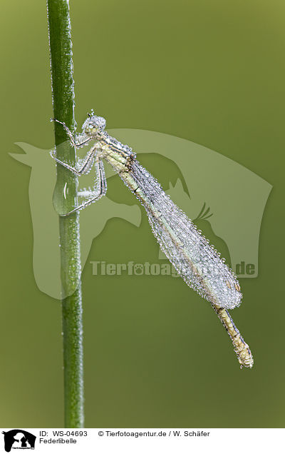 Federlibelle / white-legged damselfly / WS-04693