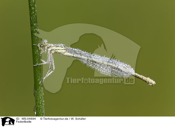 Federlibelle / white-legged damselfly / WS-04694