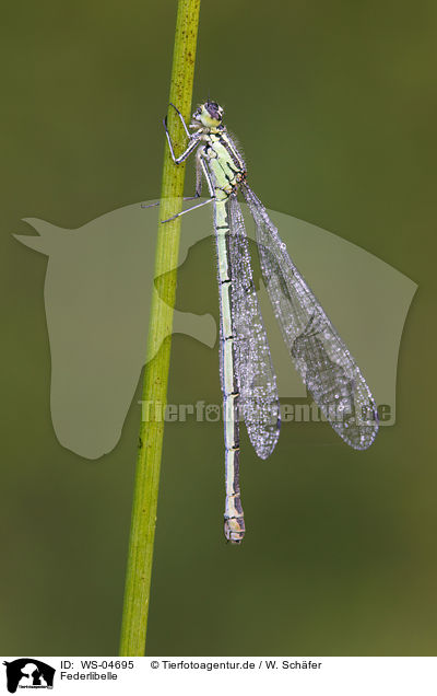 Federlibelle / white-legged damselfly / WS-04695