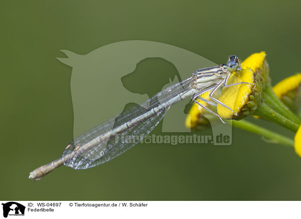 Federlibelle / white-legged damselfly / WS-04697