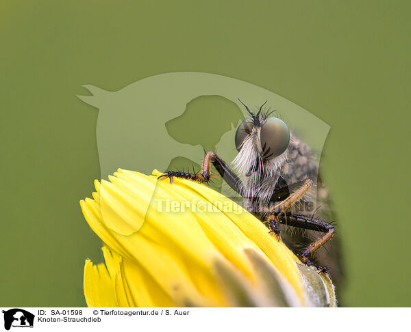 Knoten-Strauchdieb / common awl robberfly / SA-01598