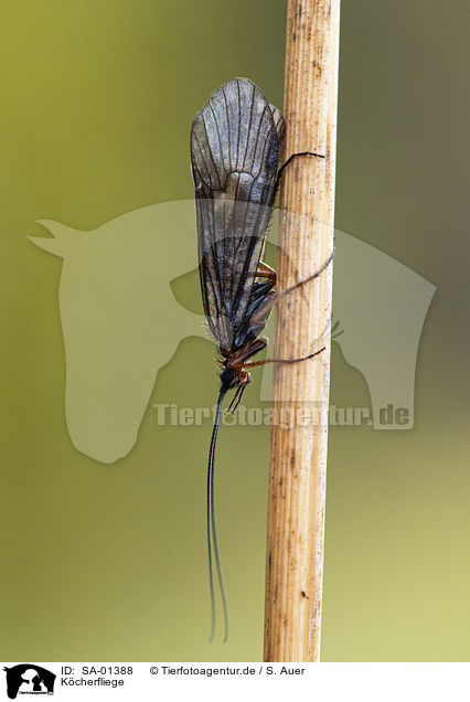 Kcherfliege / caddisfly / SA-01388